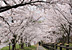 桜道／紀の川市　百合山